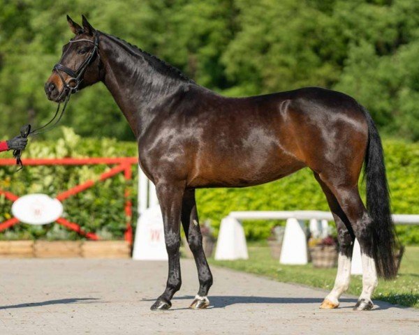 dressage horse Sue Perdupa (Rhinelander, 2019, from Secret)