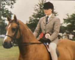 horse Copperkins Spring Holiday (British Riding Pony,  , from Oakley (C) Bubbling Spring)