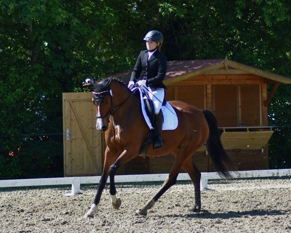 dressage horse Fine Frenzy 5 (Hanoverian, 2018, from Fürst Belissaro)