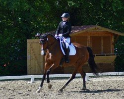 dressage horse Fine Frenzy 5 (Hanoverian, 2018, from Fürst Belissaro)