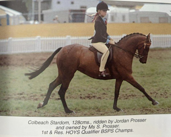 Zuchtstute Colbeach Stardom (British Riding Pony, 1997, von Vean Cockalorum)