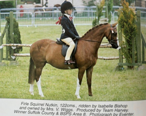 horse Firle Squirrel Nutkin (British Riding Pony,  , from Sandbourne Royal Ensign)