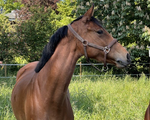 Springpferd Hola Chica (Westfale, 2019, von Hernandez TN)