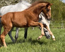 jumper Caprice de la Vie Z (Zangersheide riding horse, 2023, from Colorit)