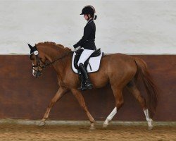 dressage horse Otello Bloemendael (Dutch Pony, 2019, from Orlando)