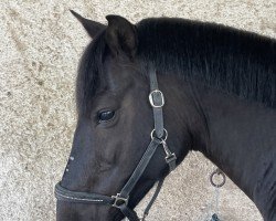 jumper Napoleon 474 (German Riding Pony, 2011, from Bünteeichen-Nicato)