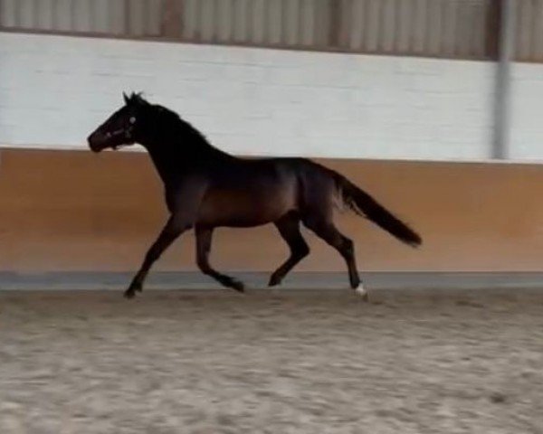 stallion Phantom (KWPN (Royal Dutch Sporthorse), 2020)