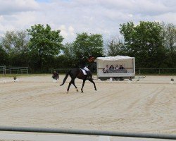 dressage horse Dream Dancer 90 (German Sport Horse, 2018, from Decurio 3)