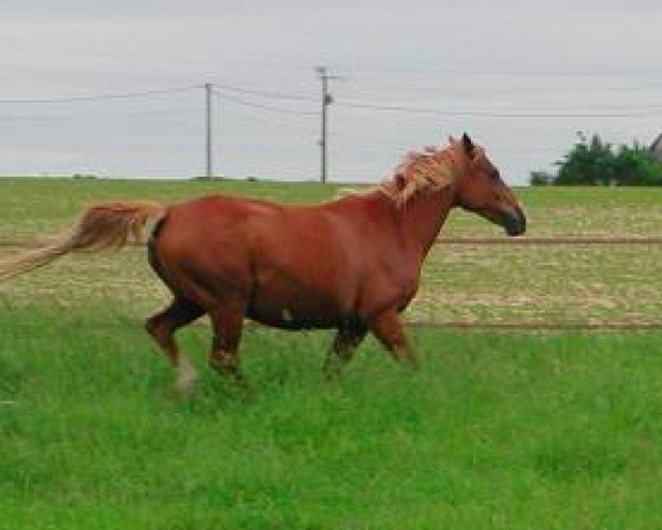 broodmare Galante des Sensee (Selle Français, 1994, from Quam de la Lande)