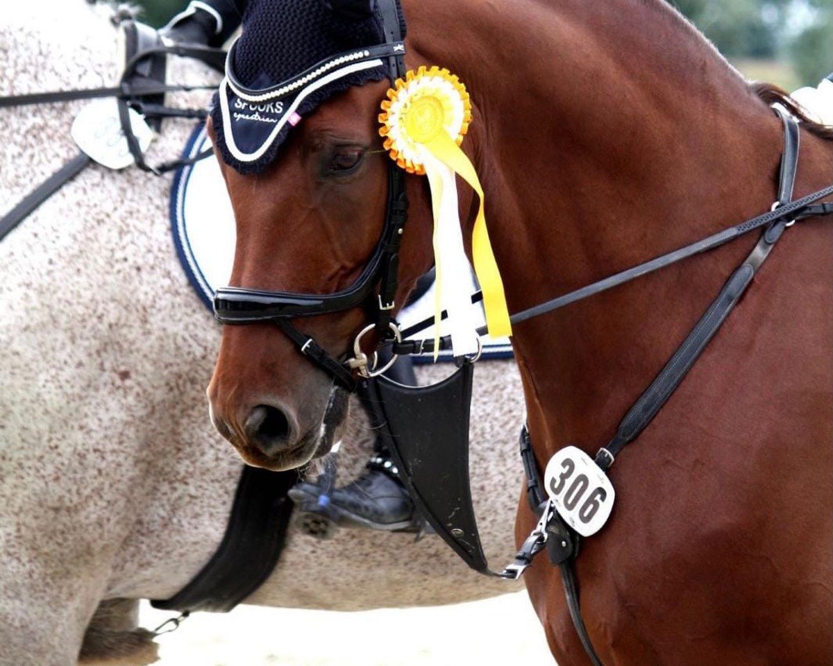 jumper Forestiero T (Oldenburg show jumper, 2012, from For Fashion)