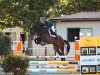 jumper Zazou Le Grand (Oldenburg show jumper, 2018, from Zinedream)