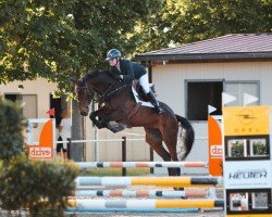 jumper Zazou Le Grand (Oldenburg show jumper, 2018, from Zinedream)