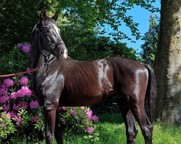 dressage horse Talisman (Westphalian, 2022, from Taurus)