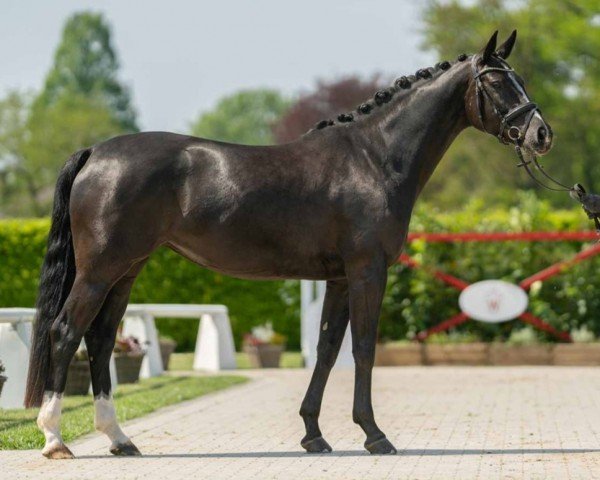 dressage horse Easy Game 11 (Hanoverian, 2020, from Escamillo)