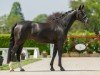 dressage horse Easy Game 11 (Hanoverian, 2020, from Escamillo)