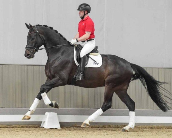 dressage horse Elliot (Oldenburg, 2019, from Erdinger)