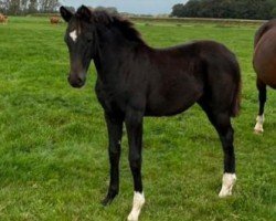 dressage horse Crispy hot Chocolate (Oldenburg, 2023, from Sir Donnerhall I)