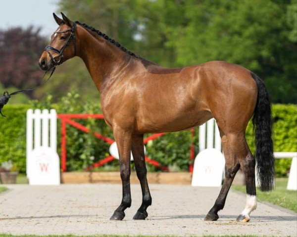 dressage horse Franca (Hanoverian, 2020, from Franco Nero)