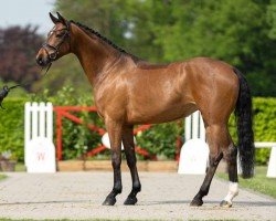 dressage horse Franca (Hanoverian, 2020, from Franco Nero)