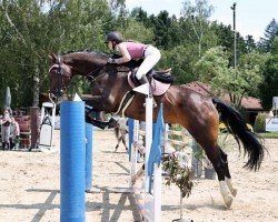 jumper Janiki (KWPN (Royal Dutch Sporthorse), 2014, from Carambole)