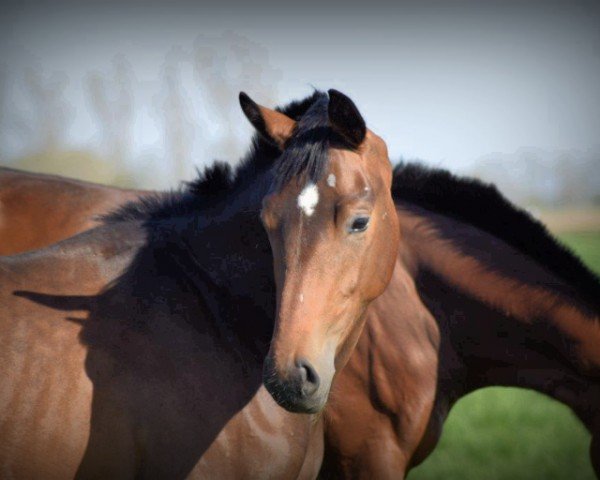 broodmare C'est si bon (Oldenburg, 2014, from Quaterback)