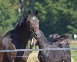 broodmare Cel Lavie (Oldenburg, 1998, from Rohdiamant)