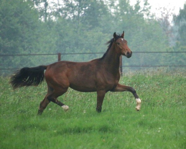 broodmare Costa Rica (Oldenburg, 2013, from For Romance I)