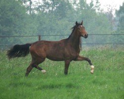 broodmare Costa Rica (Oldenburg, 2013, from For Romance I)