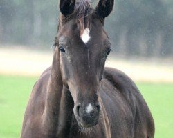 dressage horse Don Diego (Oldenburg, 2018, from Don Deluxe)