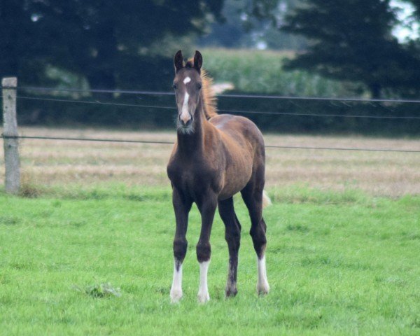 dressage horse Belmondo (Oldenburg, 2021, from Bonds)