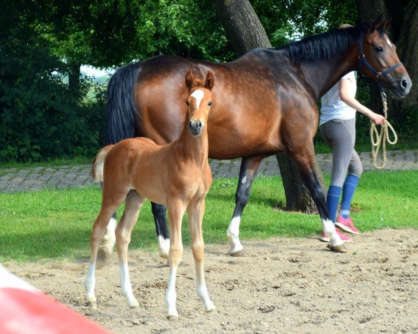 dressage horse Sebastiano (Oldenburg, 2022, from Sir Donnerhall I)