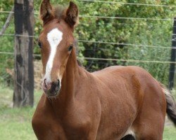 jumper Cascali (Oldenburg show jumper, 2020, from Cascadello)