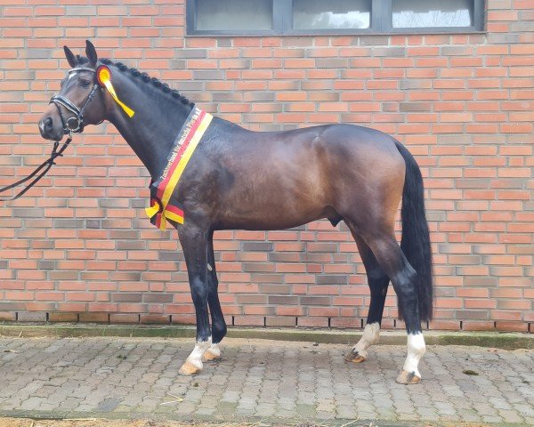 dressage horse San Esteban (Oldenburg, 2021, from Secret)