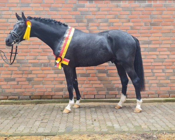 dressage horse Zenello (Hanoverian, 2021, from Zenon)