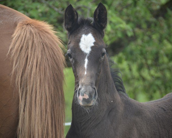 foal by Magic Power CH (Swiss Warmblood, 2024, from Diacontinus)