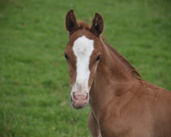foal by Manolito CH (Swiss Warmblood, 2024, from Arezzo VDL)