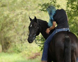 jumper Enjoy The Life A (Swiss Warmblood, 2005, from GB Escondido)