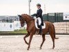 dressage horse Vivaldi's Four Seasons (KWPN (Royal Dutch Sporthorse), 2008, from Vivaldi)