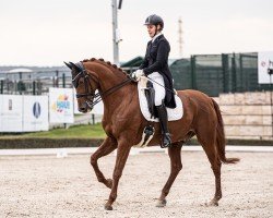 dressage horse Vivaldi's Four Seasons (KWPN (Royal Dutch Sporthorse), 2008, from Vivaldi)