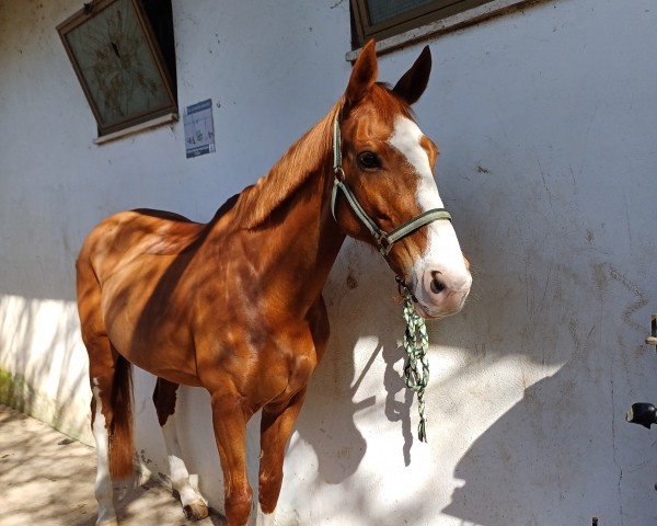 horse Wonder Woman (Sella Italiano, 2008, from Wadi Kid M)