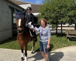 dressage horse D' Ultimo M (Westphalian, 2015, from Dornik B)