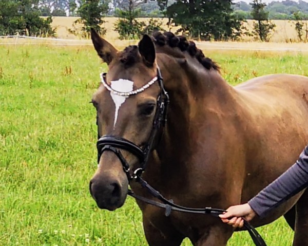 dressage horse Navignon's Naomi (German Riding Pony, 2015, from Navignon)