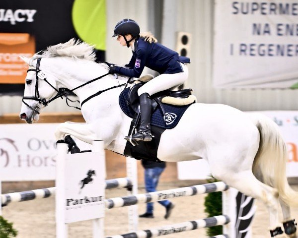 jumper Cash And Fly (Oldenburg show jumper, 2012, from DSP Cashmoaker)