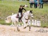 jumper Cleveland City Boy (German Riding Pony, 2011, from Calido G)