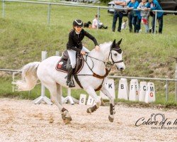 Springpferd Cleveland City Boy (Deutsches Reitpony, 2011, von Calido G)