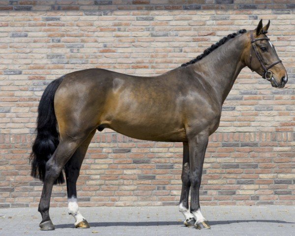 jumper Socrates of Love (Belgian Warmblood, 2018, from Malito de Reve)