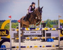 jumper Ixelle de Fremis (Belgium Sporthorse, 2014, from Marius Claudius)