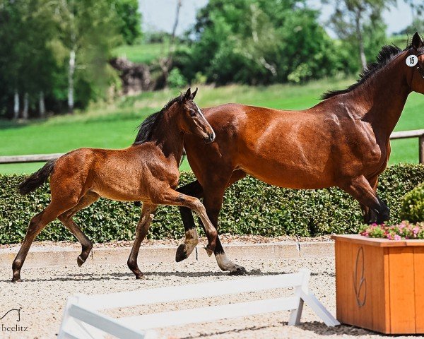 dressage horse Stute von Total Diamond PS / Fürstenball (Hanoverian, 2022, from Total Diamond PS)