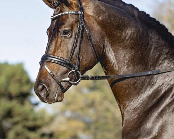 dressage horse Privatier (Trakehner, 2018, from Helium)