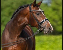 dressage horse Beatle (Hanoverian, 2021, from Callaho's Benicio)